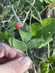 Rosa setigera