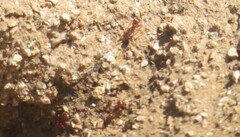 Pogonomyrmex barbatus