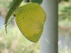 Eurema mandarina