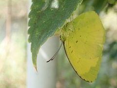 Eurema mandarina