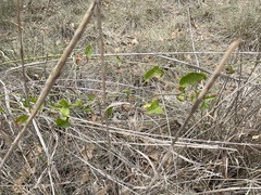Smilax bona-nox