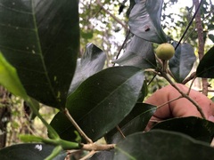 Sarcomelicope simplicifolia