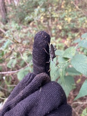 Acanthocephala terminalis