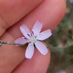 Stephanomeria virgata