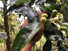 Sarcomelicope simplicifolia