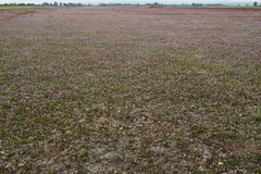 Puccinellia intermedia