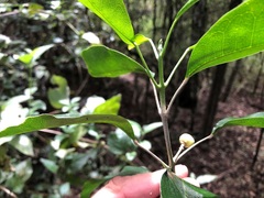 Sarcomelicope simplicifolia