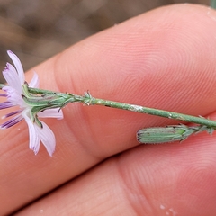 Stephanomeria virgata