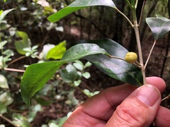 Sarcomelicope simplicifolia