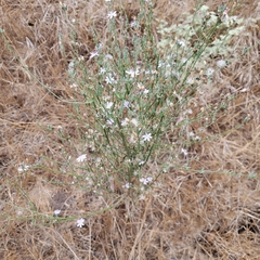 Stephanomeria virgata