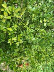 Buxus