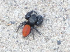 Phidippus carneus