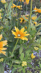 Rudbeckia