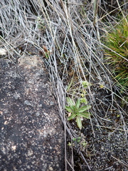 Hypochaeris sessiliflora