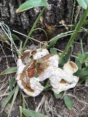 Ganoderma sessile