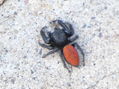 Phidippus carneus