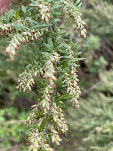 Paprastasis kietis nuotrauka