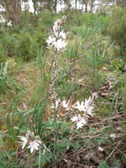 Asphodelus ramosus