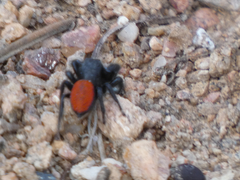 Phidippus carneus