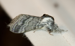 Tolype glenwoodii