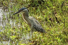 Butorides striata