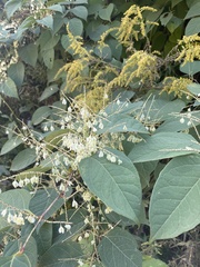 Reynoutria sachalinensis