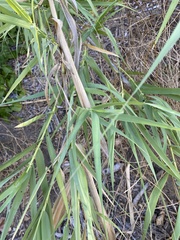 Arundo