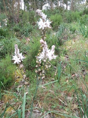 Asphodelus ramosus