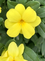 Jasminum