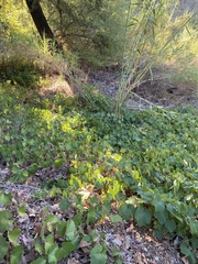 Pericampylus glaucus