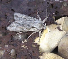 Lithophane leautieri