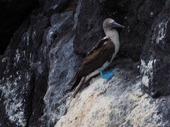 Sula nebouxii excisa