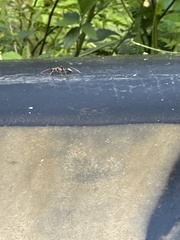 Myrmecia nigrocincta