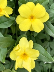 Jasminum