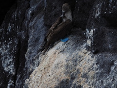 Sula nebouxii excisa