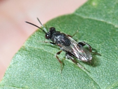 Chalcididae