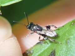 Chalcididae