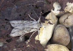 Lithophane leautieri