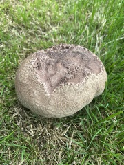 Calvatia