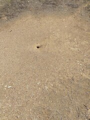 Pogonomyrmex barbatus