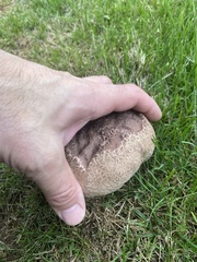 Calvatia