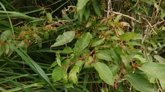 Lyonia ovalifolia