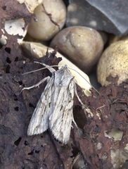 Lithophane leautieri