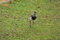 Vanellus chilensis