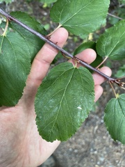 Ceanothus sanguineus