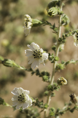 Blepharizonia plumosa