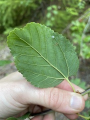 Ceanothus sanguineus
