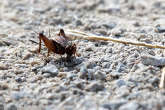 Allonemobius fasciatus