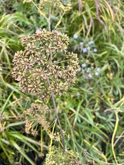 Cicuta virosa