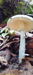 Amanita virosa